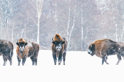 Bull bison in front of herd in snowfall. wild bison in winter nature. heavy bull with horns.