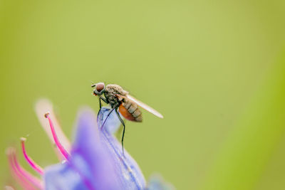 Close-up of insect on purple flower