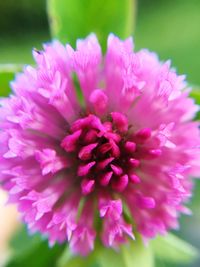 Close-up of pink flowers
