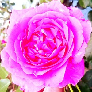 Close-up of pink rose