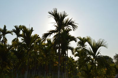 Low angle view of palm trees against clear sky