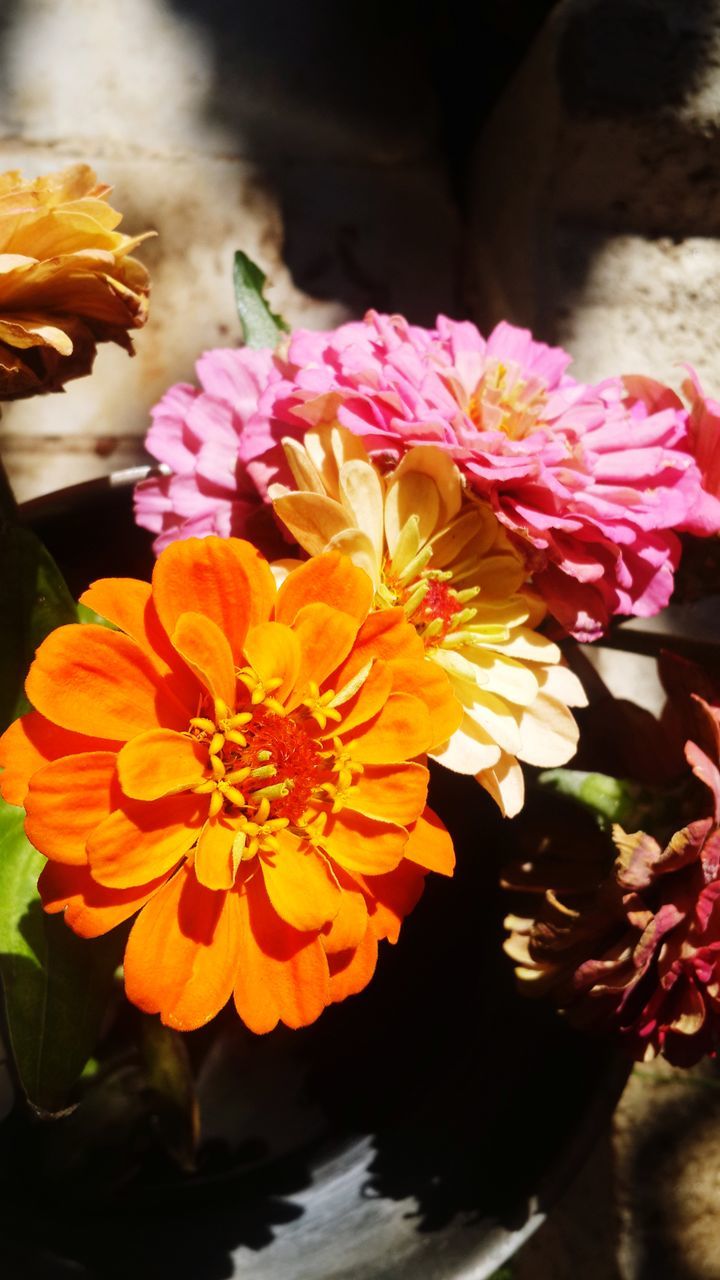 CLOSE-UP OF FRESH PINK FLOWERS ON BOUQUET