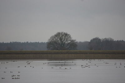 Swan swimming in lake against clear sky