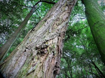 Low angle view of tree trunk