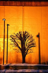 Shadow of tree on plant at sunset
