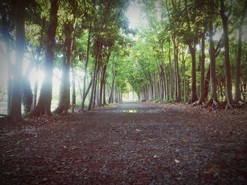 Trees in forest