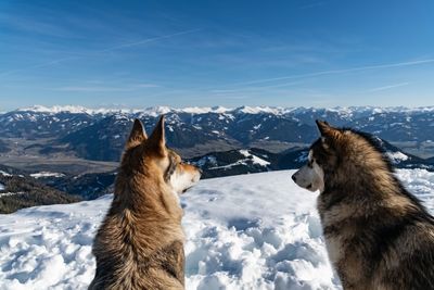 View of a dog on snow covered mountain