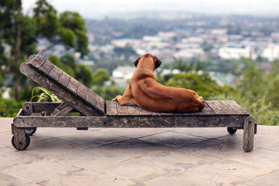 Rear view of dog relaxing on old wooden lounge chair