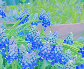 Close-up of blue flowering plant