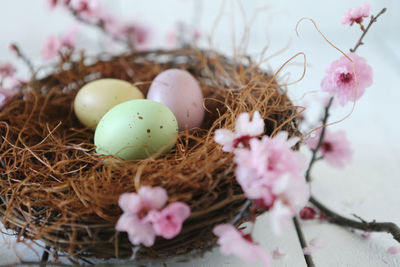 Close-up of eggs in nest