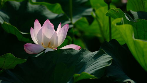 Close-up of pink water lily