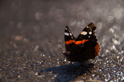 Close-up of butterfly