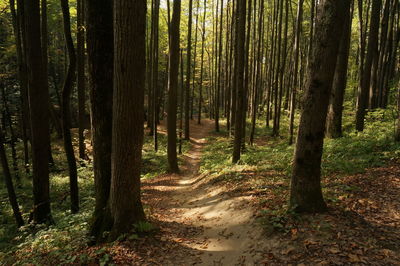 Trees growing in forest