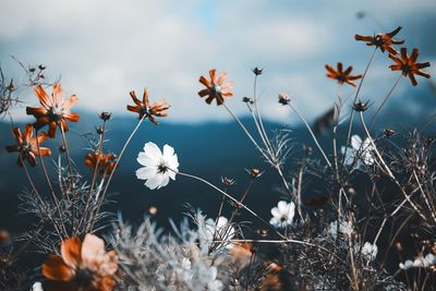 Close-up of flowering plants on field against sky