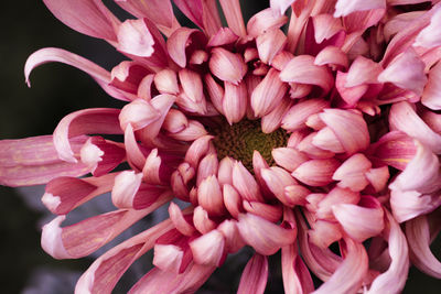 Close-up of pink dahlia flowers