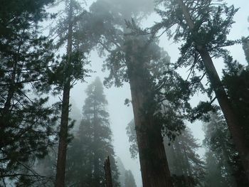 Low angle view of trees in forest