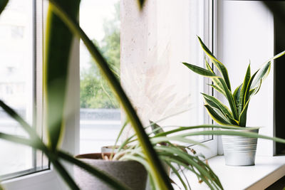 Close-up of potted plant on table at home