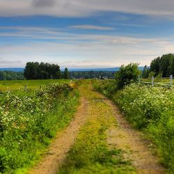 Dirt road passing through field