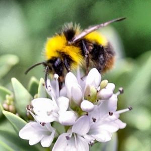 Honey bee pollinating on flower