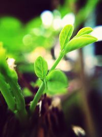 Close-up of plant
