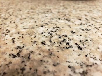 High angle view of insect on ground