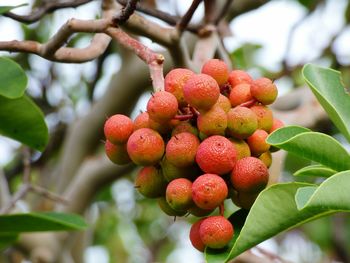 Low angle view of strawberries on tree