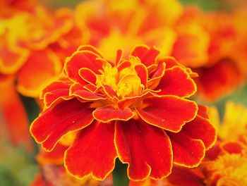 Close-up of red flower blooming outdoors