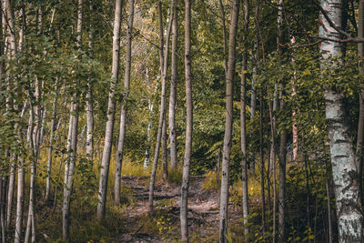 Pine trees in forest