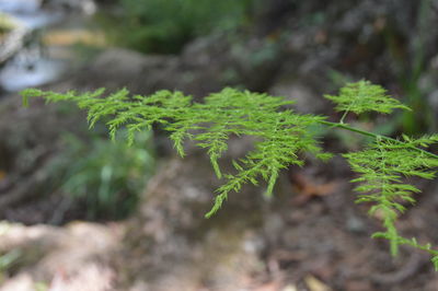 Close-up of moss growing on tree