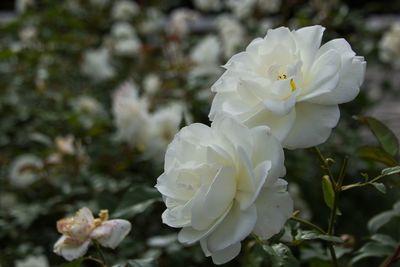 Close-up of white rose