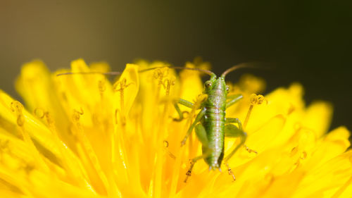 Close-up of insect on yellow flower