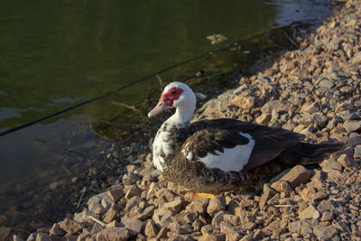 High angle view of duck at lakeshore