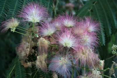 Close-up of purple flowering plant