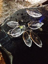 High angle view of shells on rock