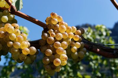 Low angle view of grapes in vineyard against sky