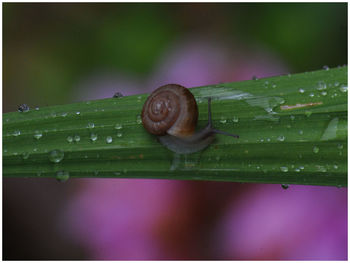 Close-up of snail on plant