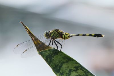 Close-up of dragonfly on plant