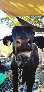 Close-up portrait of cow