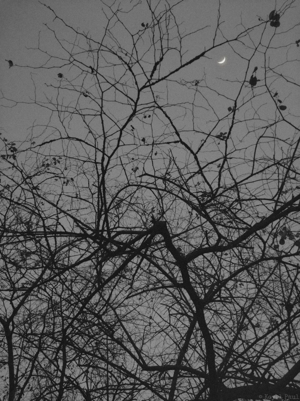 LOW ANGLE VIEW OF BARE TREE AGAINST SKY