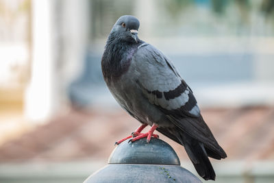 Close-up of pigeon perching on railing