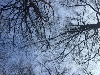 Low angle view of bare trees against sky