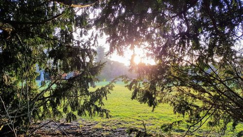 Sunlight streaming through trees in forest