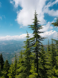 Pine tree in forest against sky