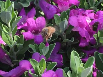 Close-up of honey bee on purple flowers