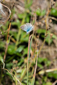 Close-up of butterfly perching on leaf