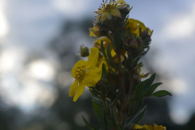 Close-up of yellow flowers blooming outdoors