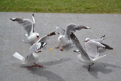 High angle view of seagulls on footpath