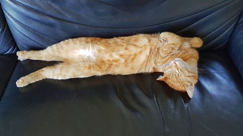 High angle view of cat sleeping