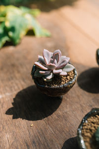 High angle view of flower on table