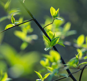 Fresh, green leaves of a bird cherry tree during spring.